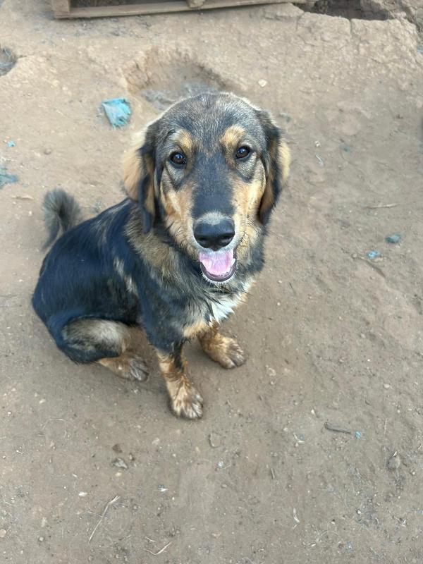 “Argo, Il Cucciolo Che Aspetta Il Suo Lieto Fine” 🐾